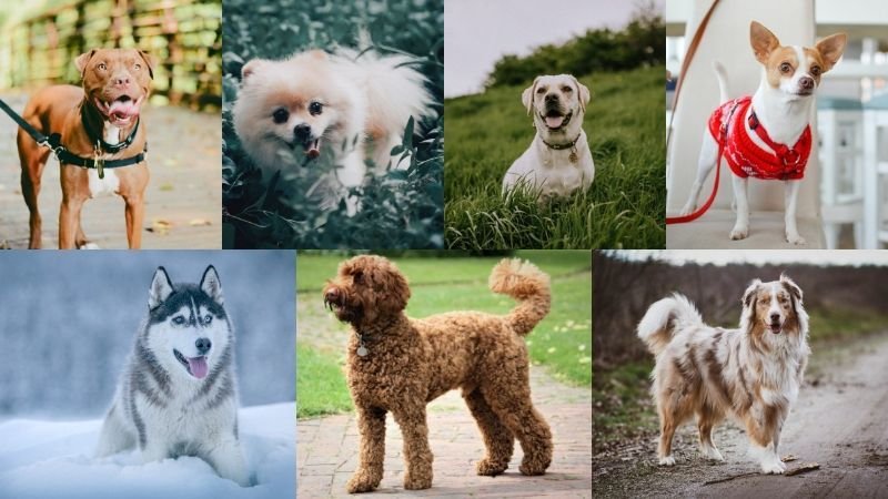 What does your favorite dog say about your personality? 2